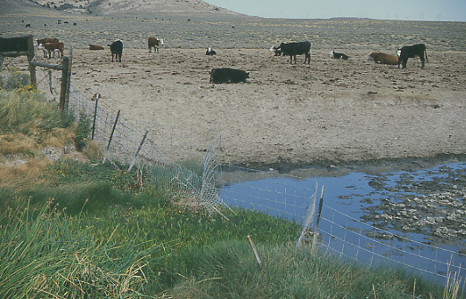 Fenceline contrast: Granite Mountain Open Allotment, Wyoming. Photo by Mike Hudak.