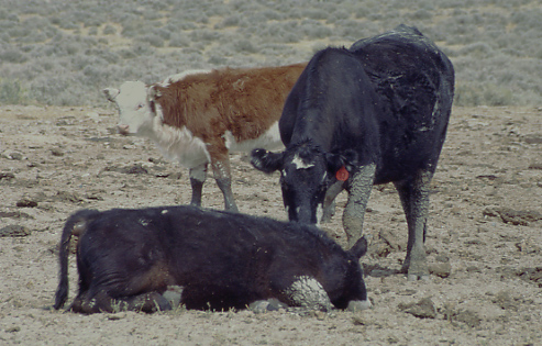 Cow and dead calf. Granite Mountain Open Allotment, Wyoming. Photo by Mike Hudak.