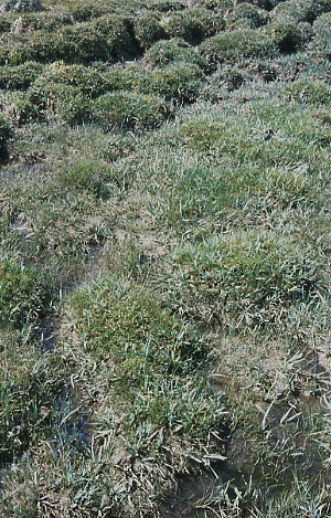 Hummocks at Black Rock Spring, Granite Mountain Open Allotment, Wyoming. Photo by Mike Hudak.