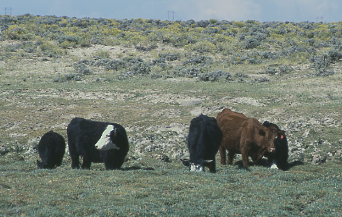 Cattle sinking into humus of wetland, Black Rock Spring, Granite Mountain Open Allotment, Wyoming. Photo by Mike Hudak.