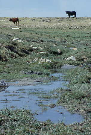 Cattle at Black Rock Spring, Granite Mountain Open Allotment, Wyoming. Photo by Mike Hudak.