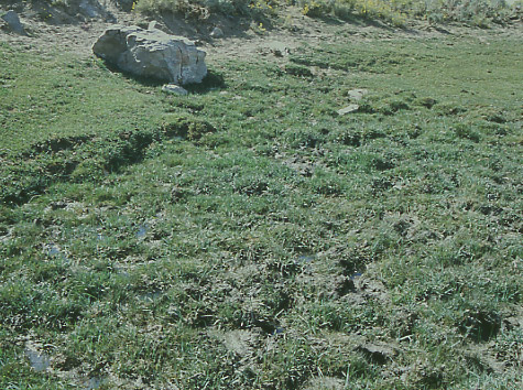 Wetland at Black Rock Spring, Granite Mountain Open Allotment, Wyoming. Photo by Mike Hudak.