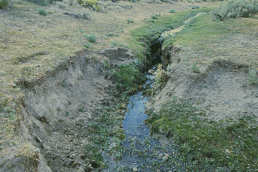 Downcutting of Tin Cup Creek, Granite Mountain Open Allotment, Wyoming. Photo by Mike Hudak.
