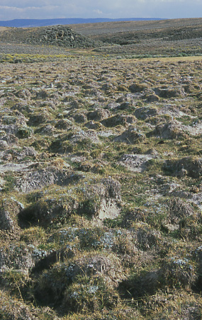 Desiccated hummocks at Buffalo Creek, Granite Mountain Open Allotment, Wyoming. Photo by Mike Hudak.