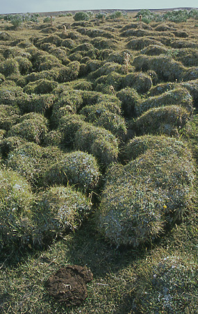 Hummocks at Buffalo Creek, Granite Mountain Open Allotment, Wyoming. Photo by Mike Hudak.