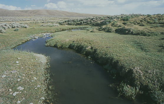 Buffalo Creek and surrounding wetland, Granite Mountain Open Allotment, Wyoming. Photo by Mike Hudak.