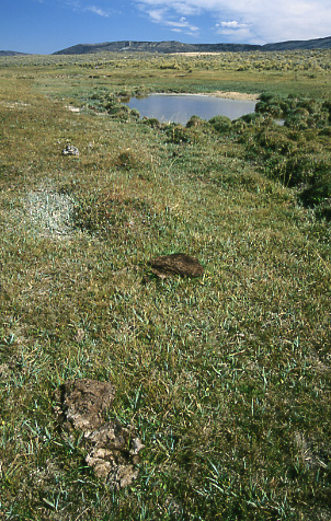 Riparian area, Green Mountain Common Allotment, Wyoming. Photo by Mike Hudak.