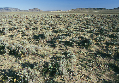 Green Mountain Common Allotment, Wyoming. Photo by Mike Hudak.