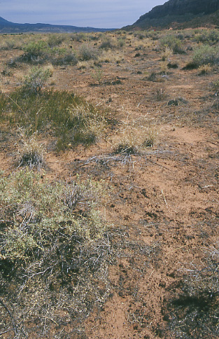 Ungrazed land, Utah. Photo by Mike Hudak.