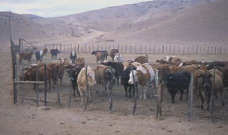 Carrizo Plain cattle corral, California. Photo by Mike Hudak.