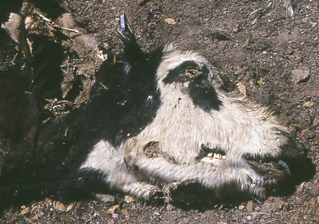 Drought victim, cow corpse, Gallinas Canyon, Cold-Hot Springs Allotment, New Mexico. Photo by Mike Hudak.
