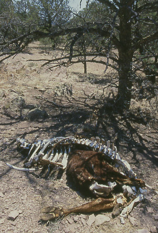 Drought victim, cow skeleton, Gallinas Canyon, Cold-Hot Springs Allotment, Gila National Forest, New Mexico. Photo by Mike Hudak.