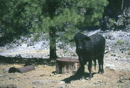 Trespass cow on Diamond Bar Allotment, Gila National Forest, New Mexico. Photo by Mike Hudak.