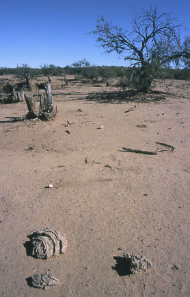 Arizona State Trust Lands. Photo by Mike Hudak.