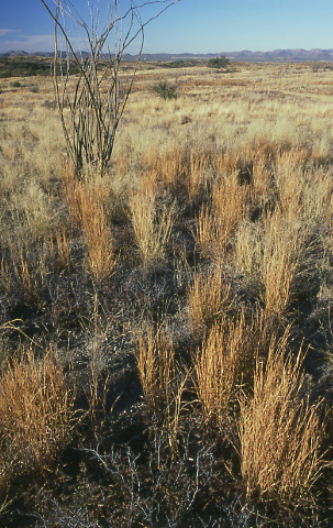 Tanglehead, Buenos Aires National Wildlife Refuge, Arizona. Photo by Mike Hudak.