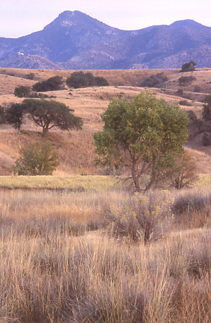 Appleton-Whittel Research Ranch, Arizona. Photo by Mike Hudak.