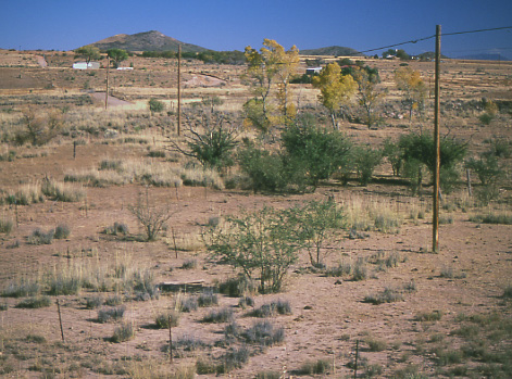 Livestock grazed state land near Elgin, Arizona. Photo by Mike Hudak.