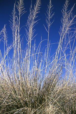 Sacaton, Sporobolus wrightii, Appleton-Whittell Research Ranch, Arizona. Photo by Mike Hudak.