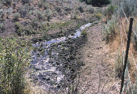 Redband trout spawning habitat, Magpie Creek, Castle Creek Allotment, Idaho. Photo by Mike Hudak.