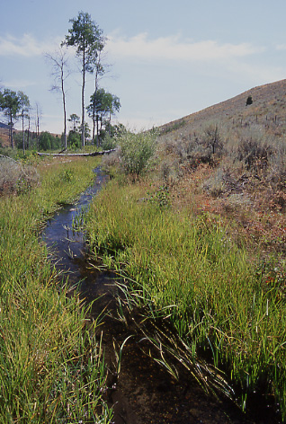 Diversion Ditch on Morgan Creek, Idaho. Photo by Mike Hudak.