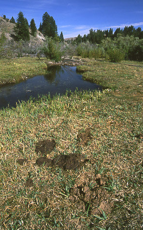 Lick Creek, Morgan Creek Allotment, Salmon-Challis National Forest, Idahl. Photo by Mike Hudak.