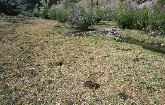 Low Stubble at Lick Creek, Morgan Creek Allotment, Salmon-Challis National Forest, Idaho. Photo by Mike Hudak.