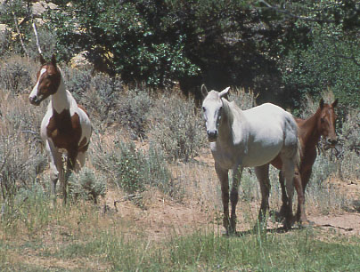 Horses in Mudholes Spring Exclosure, Rock Creek/Mudholes Allotment, Grand Staircase-Escalante National Monument, Utah. Photo by Mike Hudak.