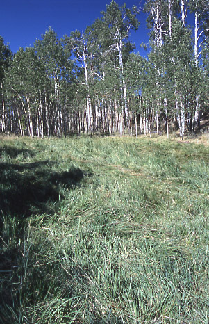 Aspen grove, Mudholes Spring, Rock Creek/Mudholes Allotment, Grand Staircase-Escalante National Monument, Utah. Photo by Mike Hudak.