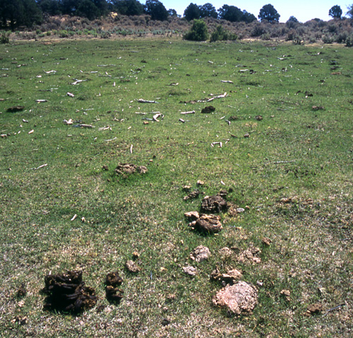 Cattle bones at Llewellyn Meadow, Rock Creek/Mudholes Allotment, Grand Staircase-Escalante National Monument, Utah. Photo by Mike Hudak.