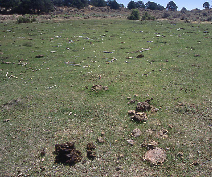 Cattle bones at Llewellyn Meadow, Rock Creek/Mudholes Allotment, Grand Staircase-Escalante National Monument, Utah. Photo by Mike Hudak.