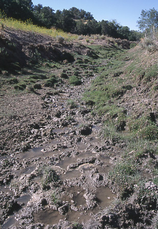 Mudholes Spring drainage, Rock Creek/Mudholes Allotment, Grand Staircase-Escalante National Monument, Utah. Photo by Mike Hudak.