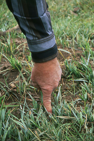 Grazed sedges, Smithsfork Allotment, Wyoming. Photo by Mike Hudak.