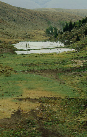 Beaver pond, North Corral Creek, Smithsfork Allotment, Wyoming. Photo by Mike Hudak.