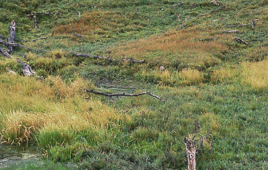 Trampled wet soil at beaver pond, Smithsfork Allotment, Wyoming. Photo by Mike Hudak.