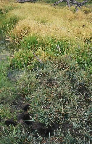 Cattle hoof prints in wet soil, Smithsfork Allotment, Wyoming. Photo by Mike Hudak.