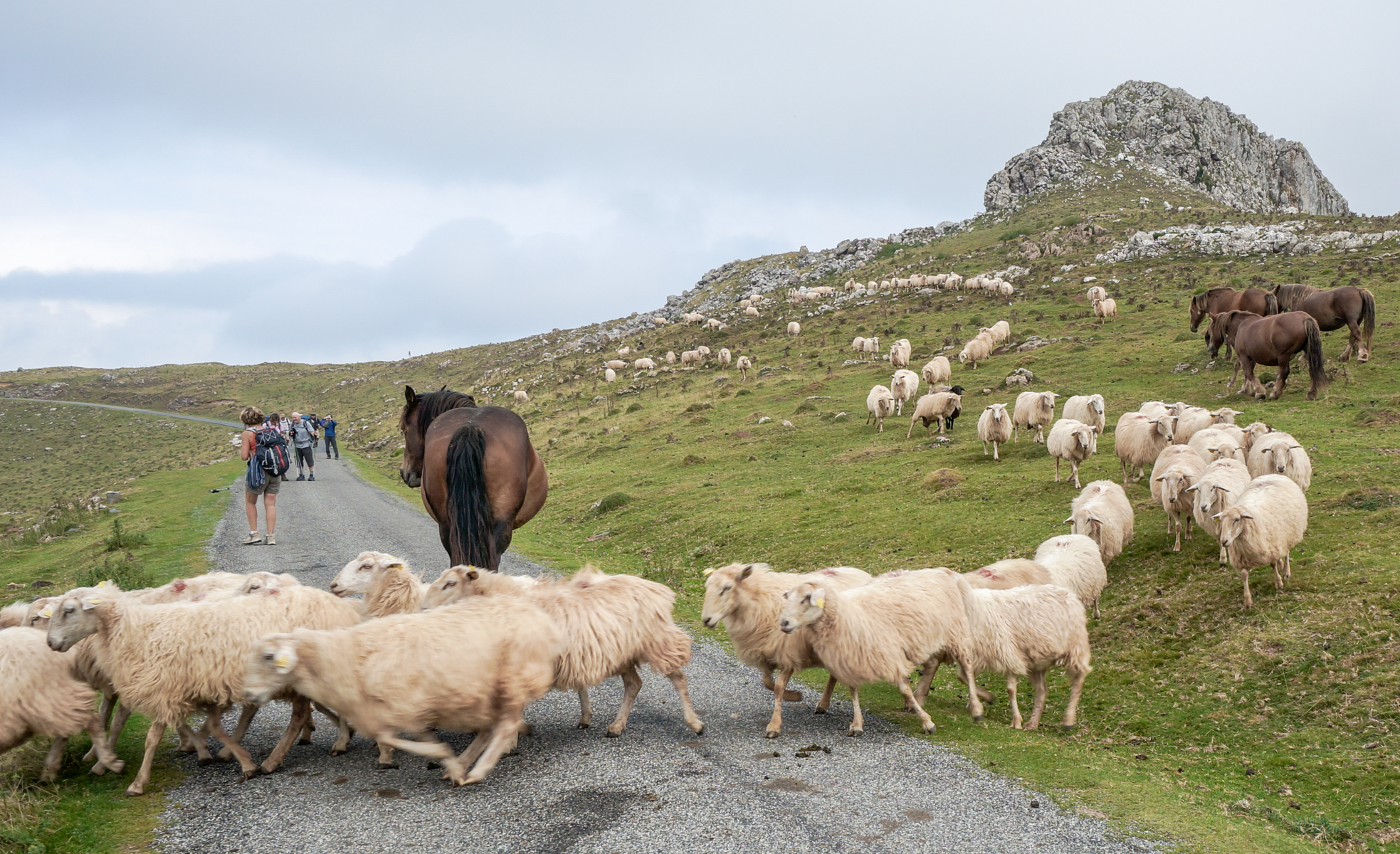 Pilgrims and domesticated sheep on the Camino Frances in the Pyrenees approximately 15.4 km from Saint-Jean-Pied-de-Port | Photo by Mike Hudak