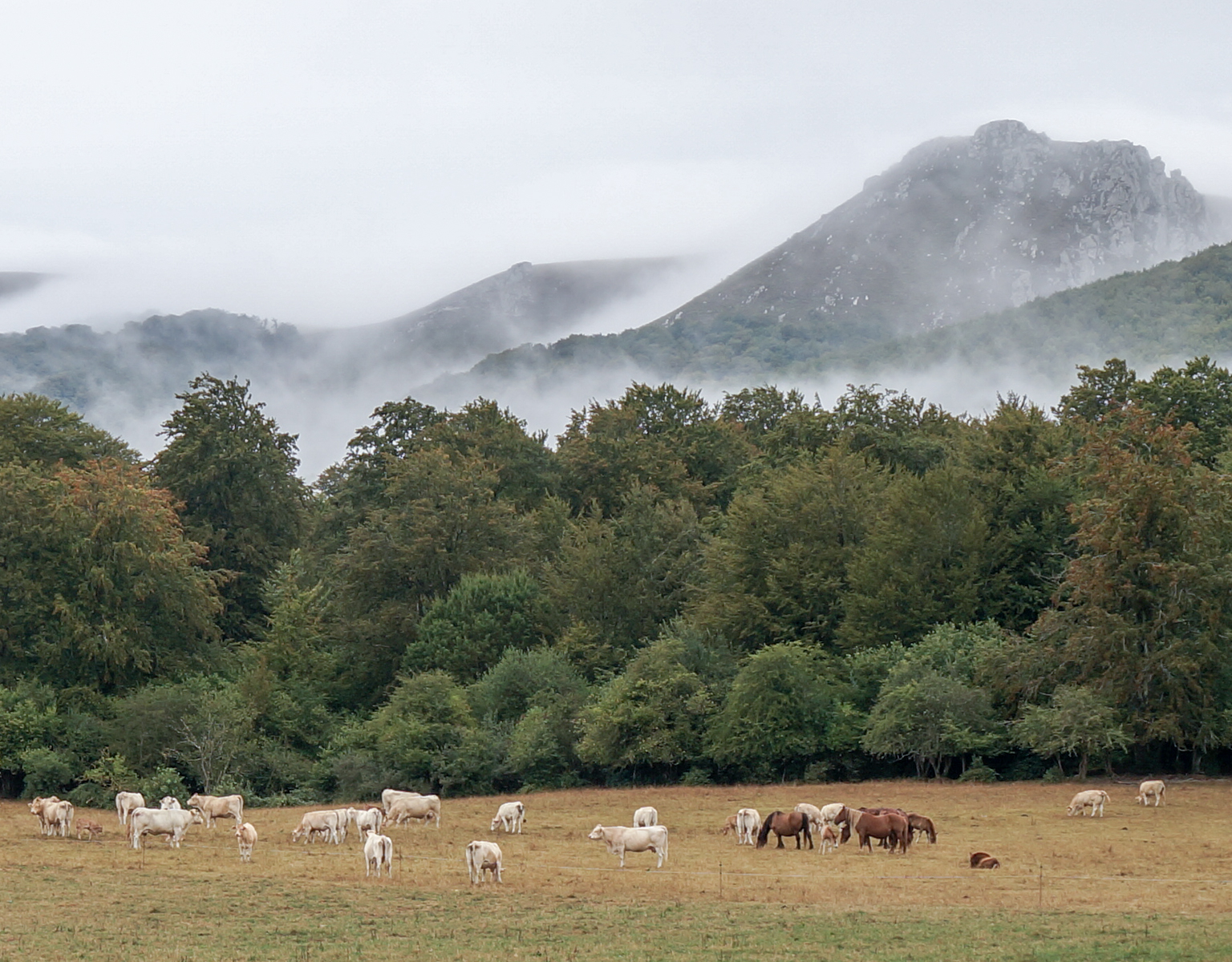 Cattle and horses in pasture adjacent to Camino Frances west of Burguette, Spain | Photo by Mike Hudak