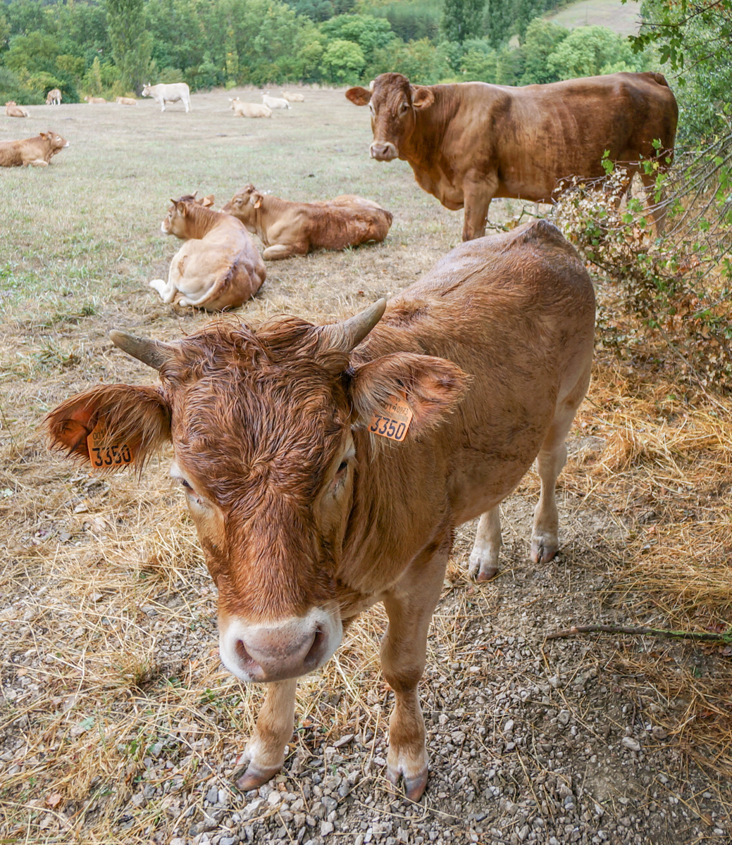10:13. Cattle graze adjacent to Camino Francés west of Larrasoaña | Photo by Mike Hudak