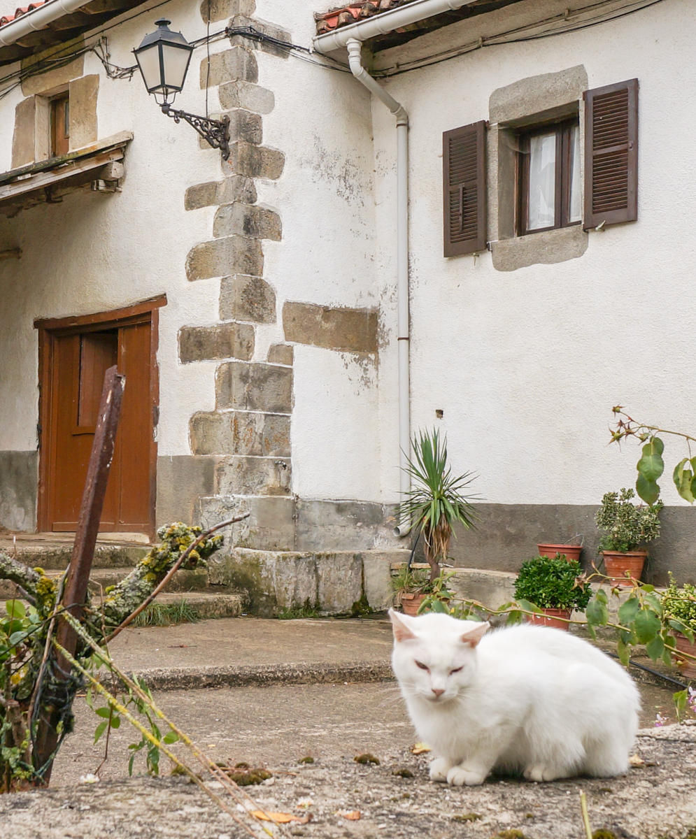 10:13. Local cat greets Camino pilgrims as they pass through Zuriáin, Spain | Photo by Mike Hudak