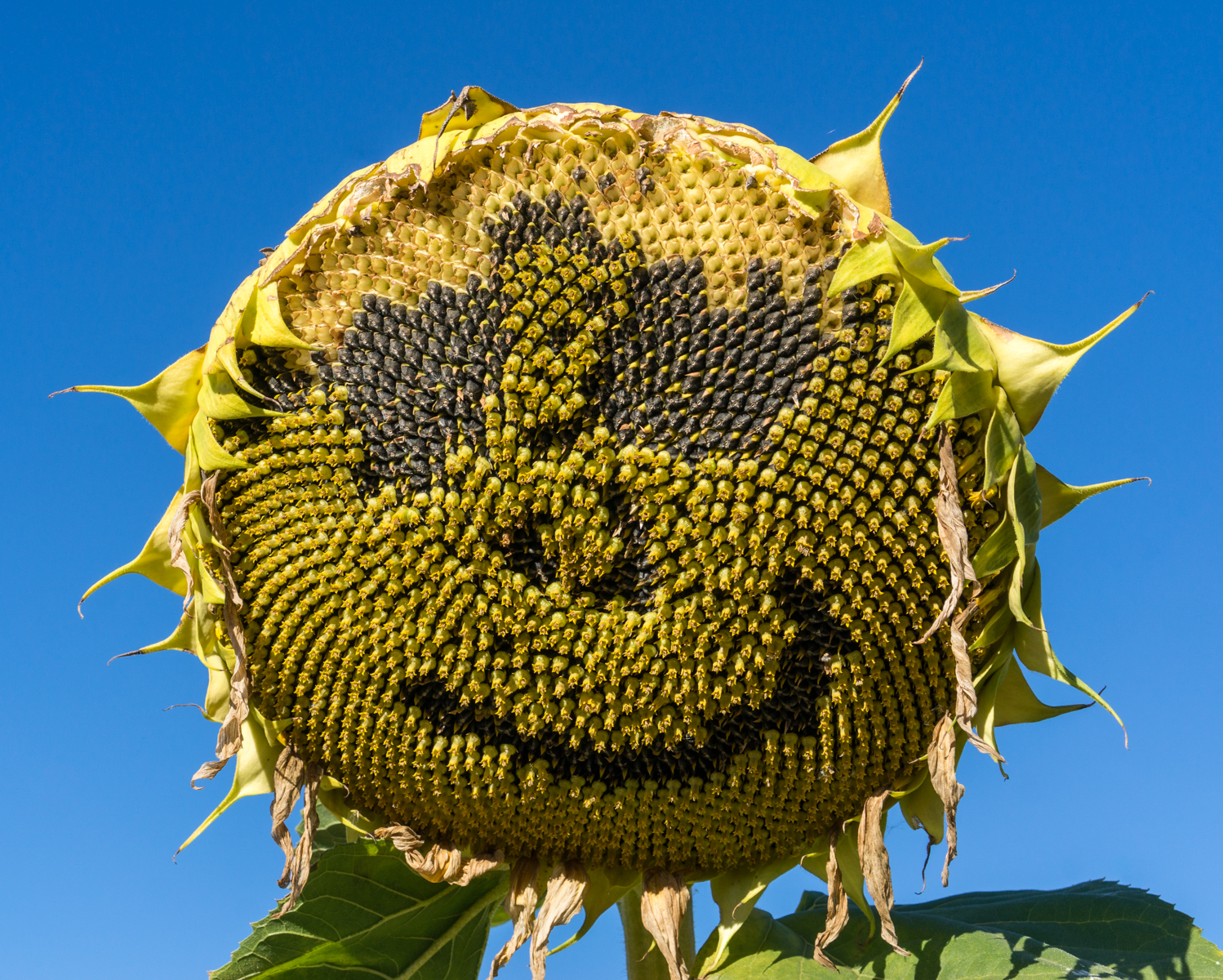 Human-altered sunflower in field adjacent to the Camino Francs | Photo by Mike Hudak