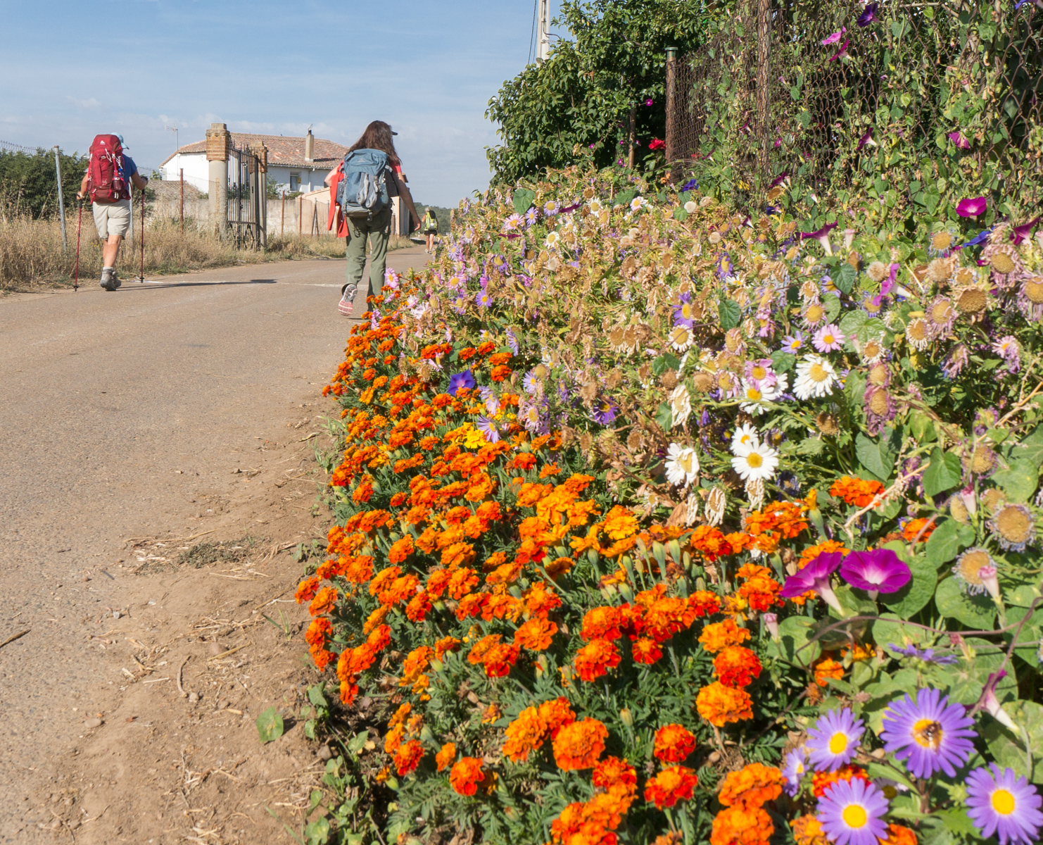 Pilgrims pass by a garden of flowers adorning the Camino Francés on the western side of Calzadilla de la Cueza, Spain | Photo by Mike Hudak