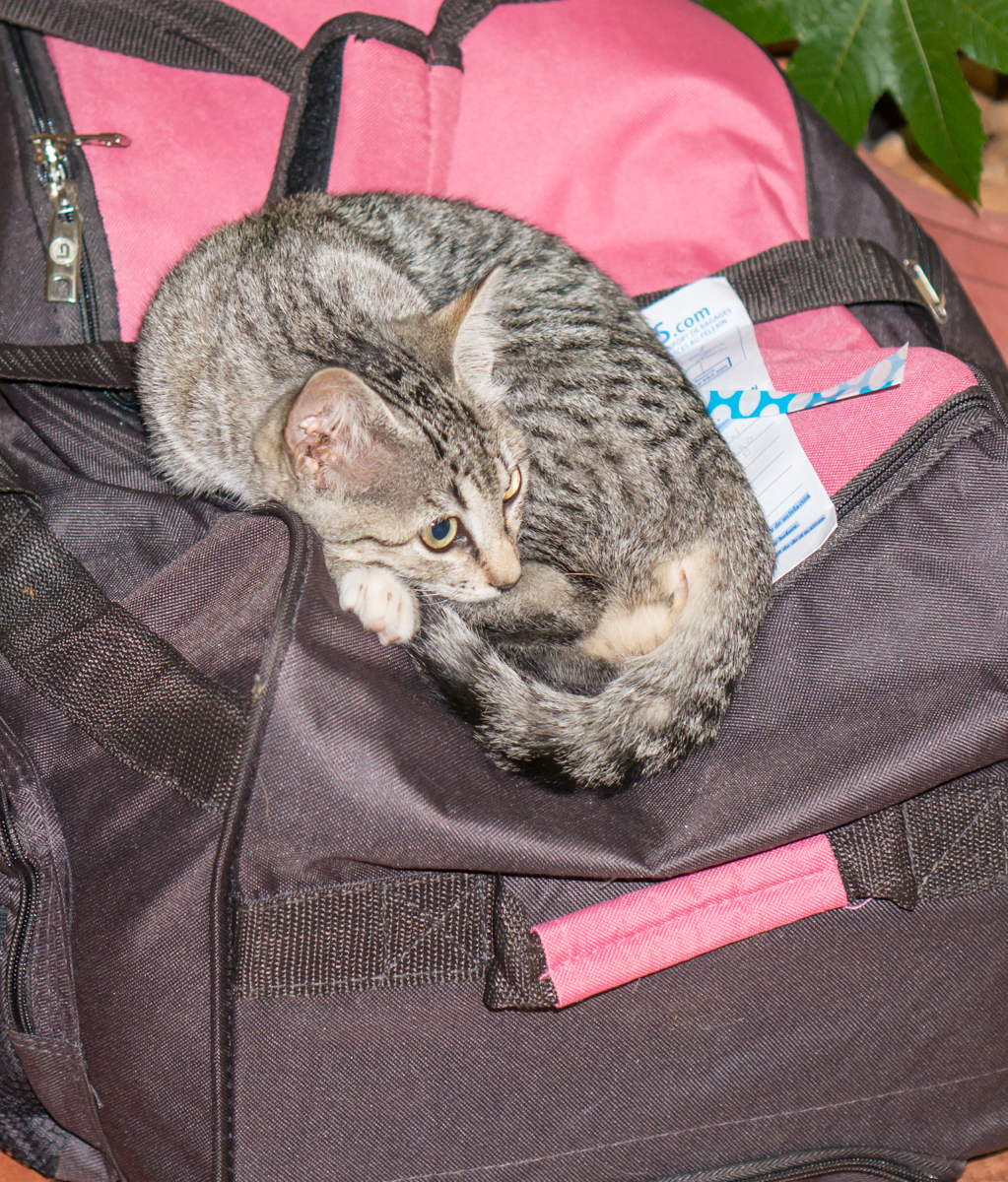 A cat from Albergue San Antonio de Padua in Villar de Mazarife, Spain, rests atop a pilgrim's luggage as it waits to be picked up by a taxi | Photo by Mike Hudak