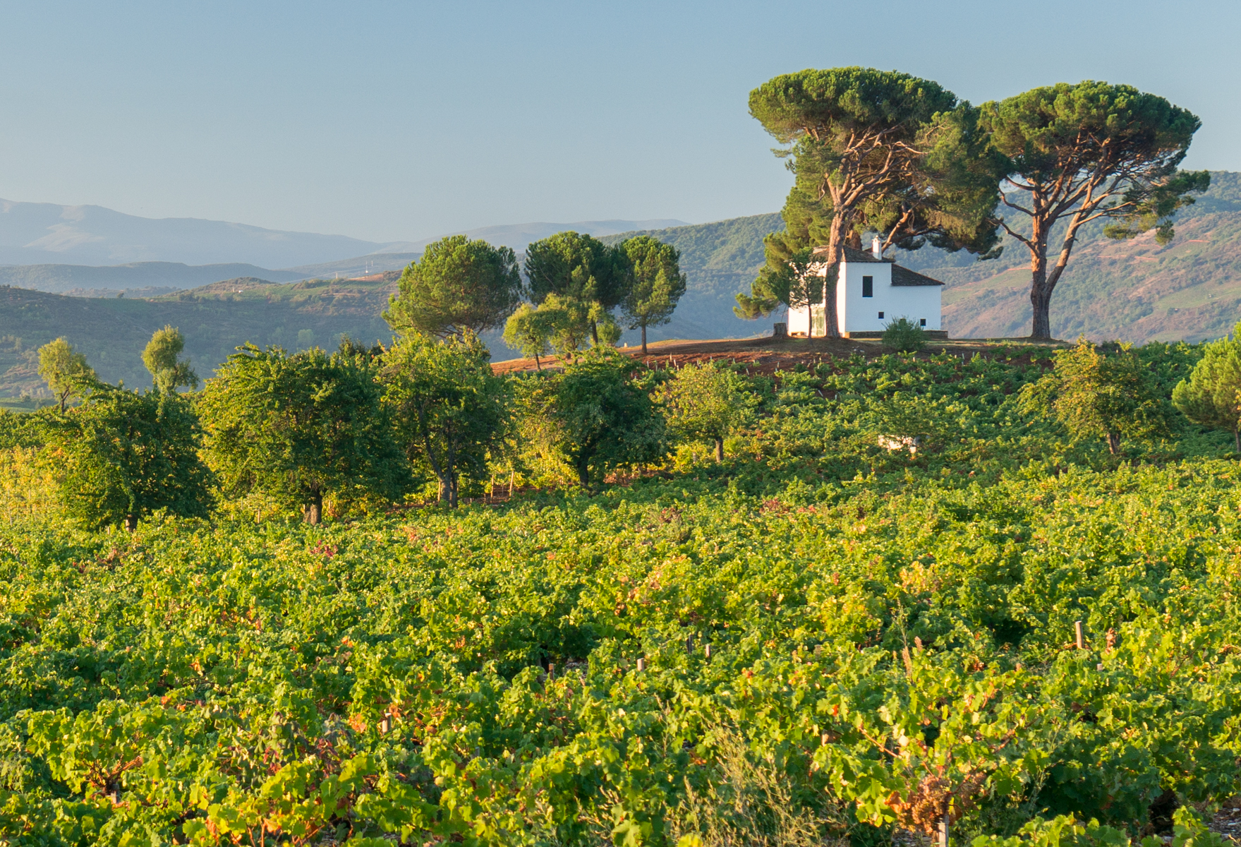 Vineyard at harvest season viewed from the Camino Frances approximately 2.8 km (1.7 miles) west of Pieros, Spain | Photo by Mike Hudak