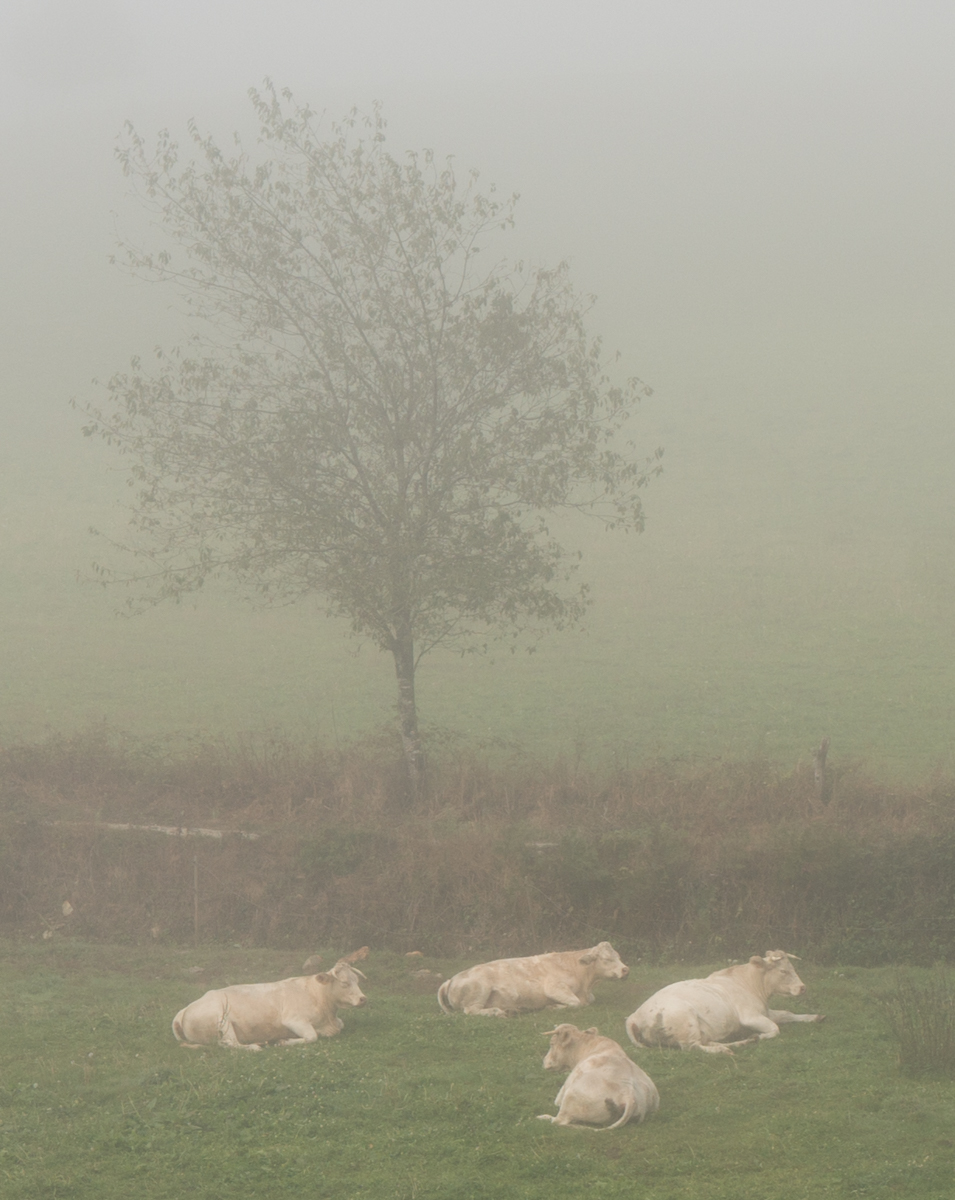 Cattle rest in a mist-shrouded field adjacent to the Camino Francs west of San Xil, Spain | Photo by Mike Hudak