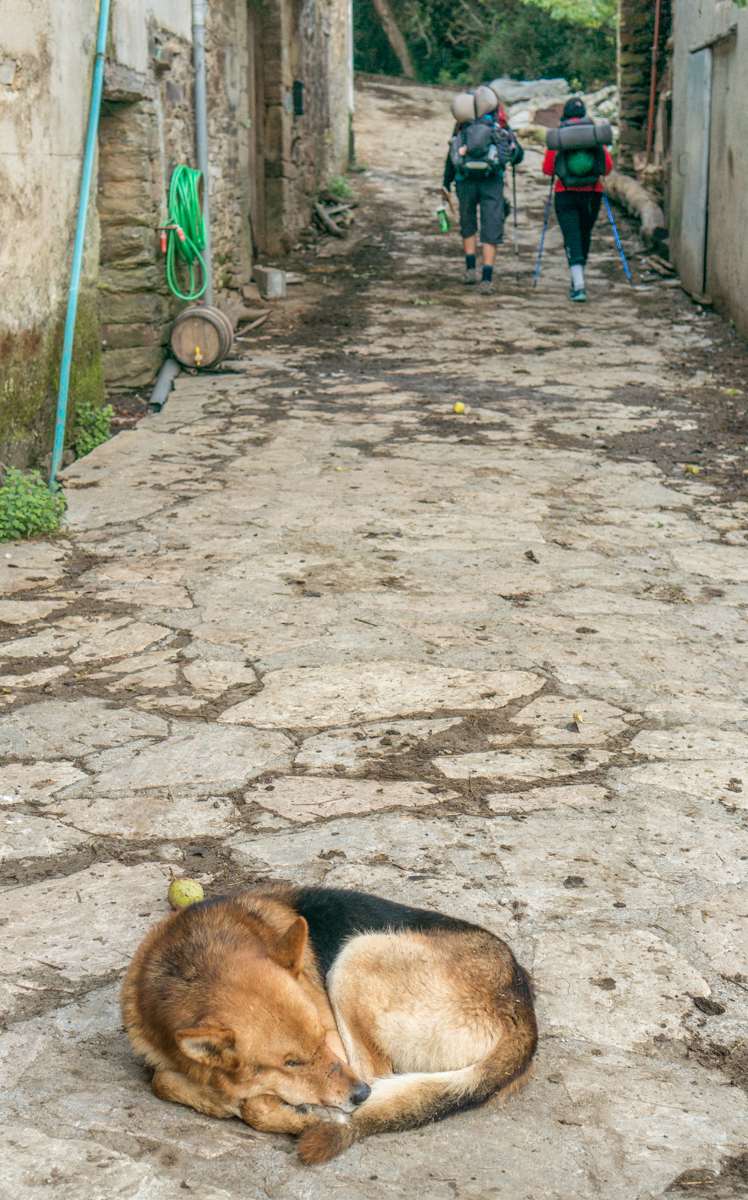 A dog sleeps as pilgrims walk past on the Camino Francs west of A Balsa, Spain | Photo by Mike Hudak