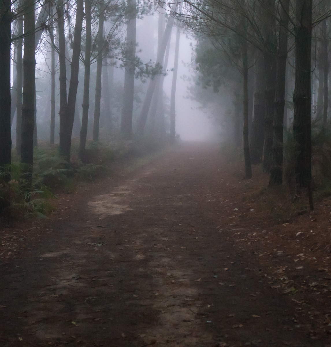 Early morning on the Camino Francs as it passes through dark, dense forest west of Portomarin | Photo by Mike Hudak