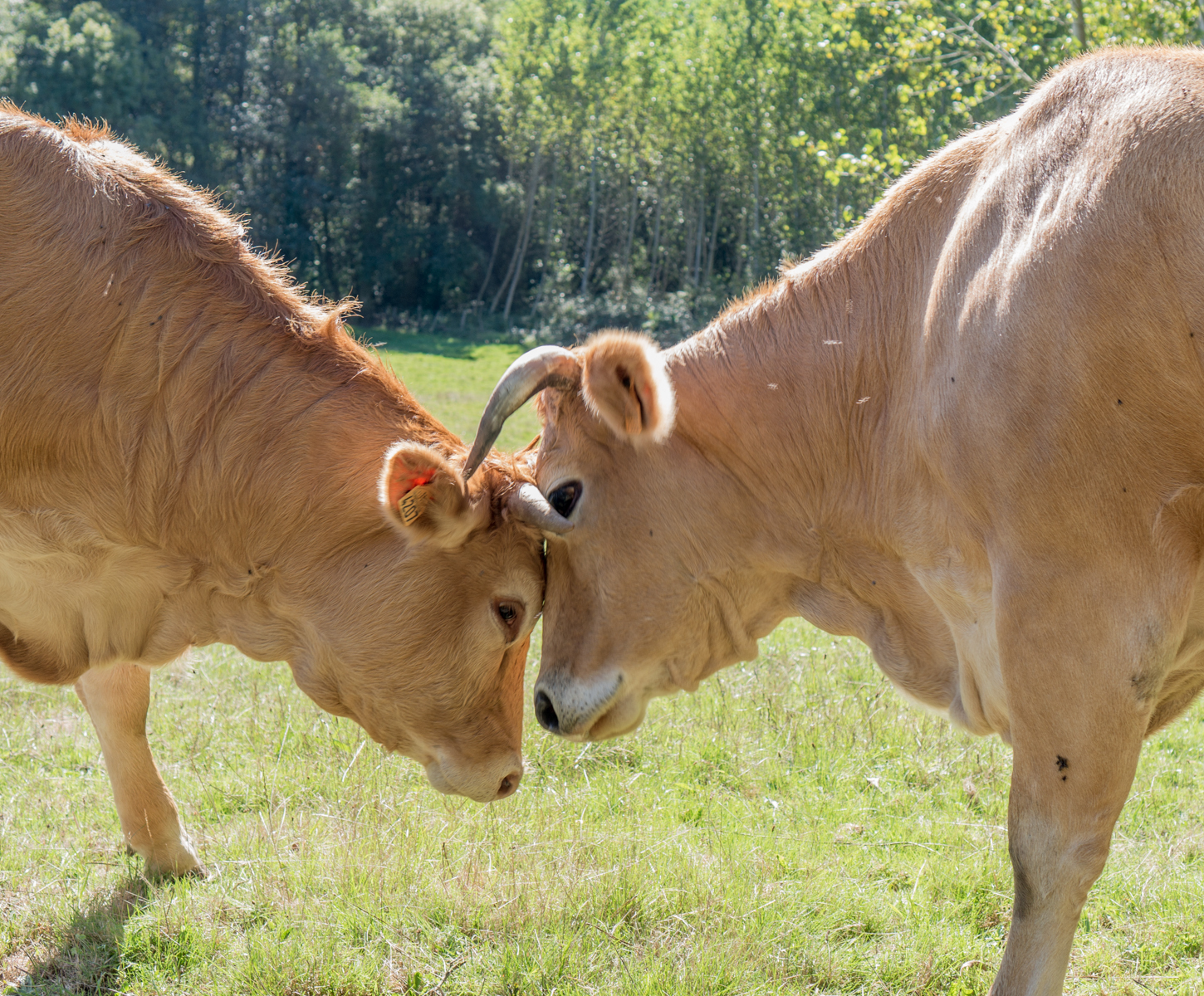 Two bovines share affection in pasture adjacent to the Camino Francs west of Melide, Spain | Photo by Mike Hudak