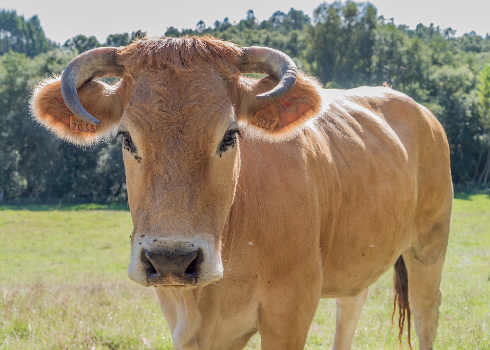 Cow in pasture adjacent to the Camino Francs west of Melide, Spain | Photo by Mike Hudak