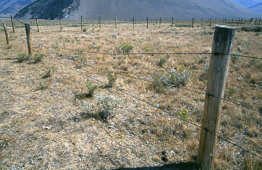 Downed fence at Doublesprings Exclosure, Pahsimeroi Cattle and Horse Allotment, Salmon-Challis National Forest, Idaho. Photo by Mike Hudak.